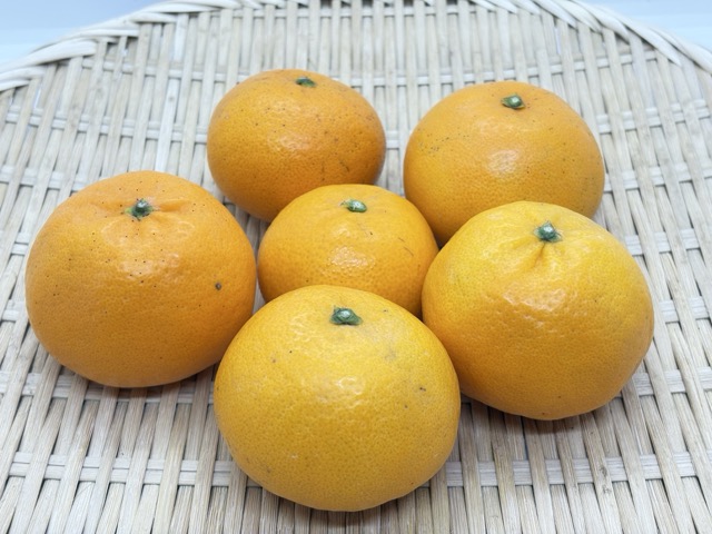 はれひめ（1kg）